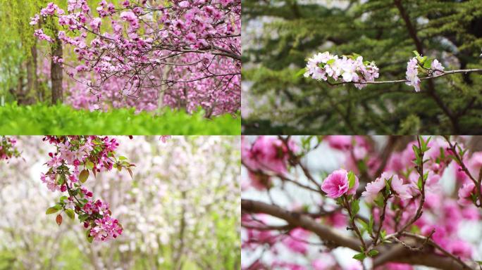 【春天】公园花朵丁香海棠紫荆碧桃4K实拍