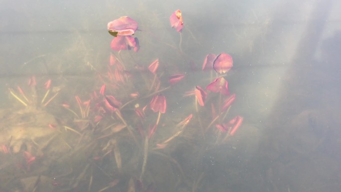 4k池塘河水植物红叶视频