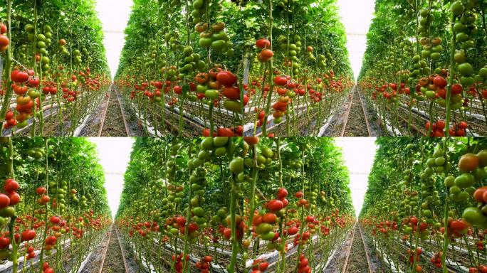 4K番茄采摘果园庄园大棚水果