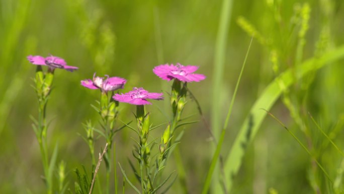 草原鲜花