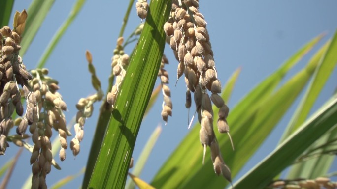 唯美的水稻稻穗水稻抽穗