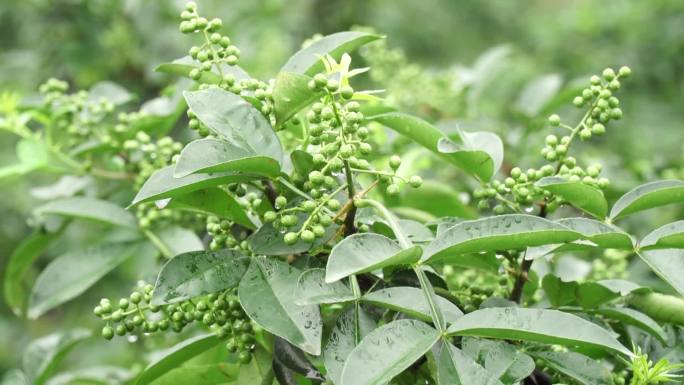 花椒雨后特写镜头