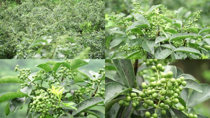 花椒雨后特写镜头