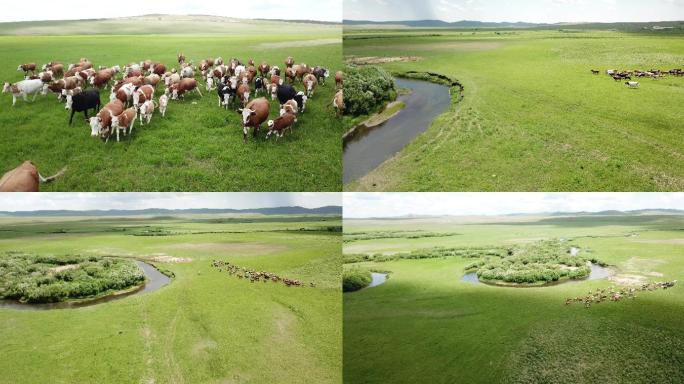 乌拉盖草原牧场牛群航拍