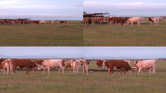 乌拉盖草原牛群牧场