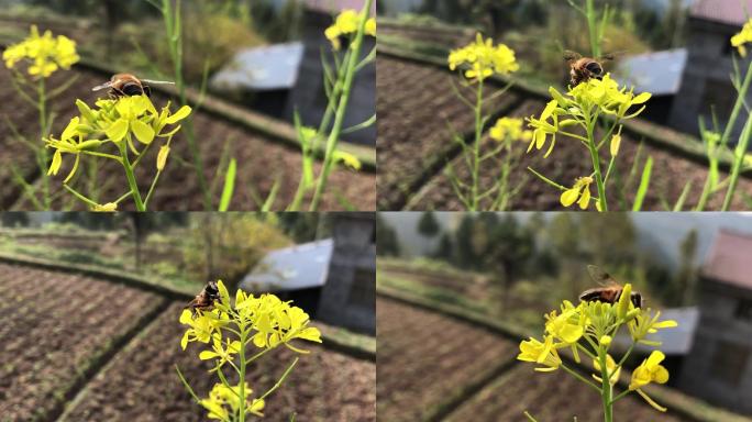 春天蜜蜂油菜花实拍高清视频素材