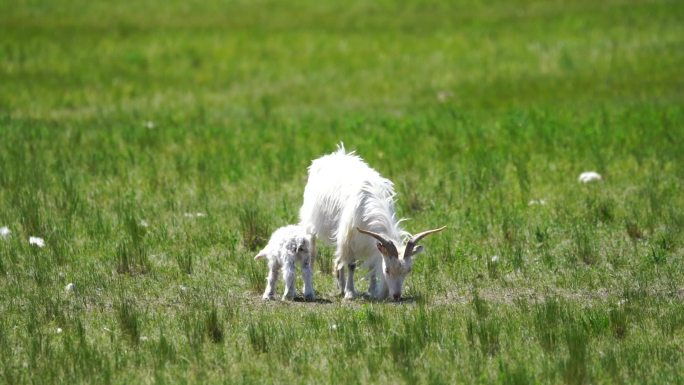 乌拉盖草原牧场羊母子