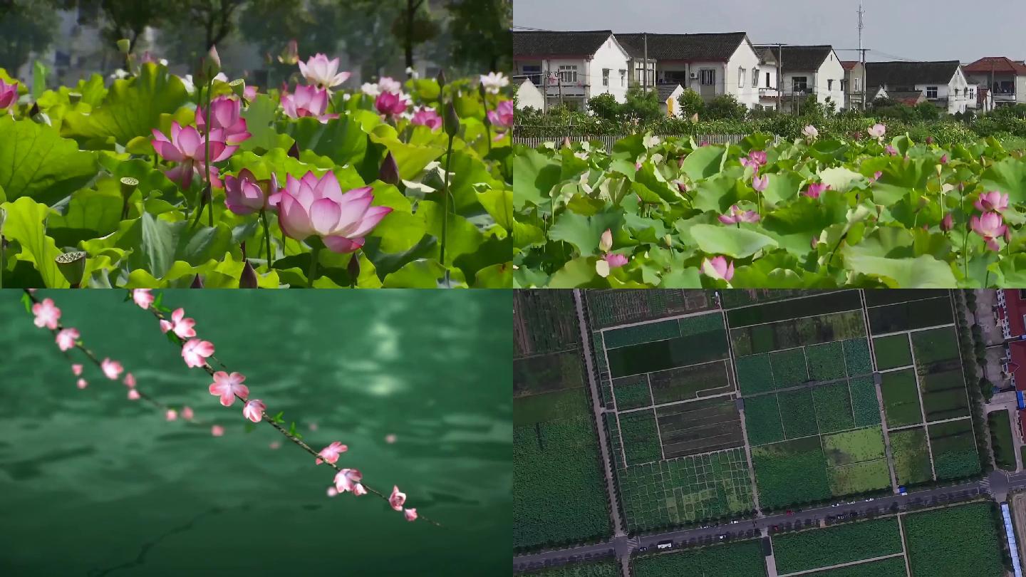 花朵荷花农村薰衣草油菜花