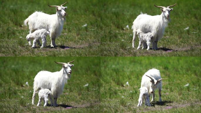 乌拉盖草原牧场羊母子