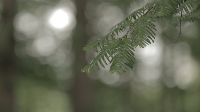 雨后的绿色植物