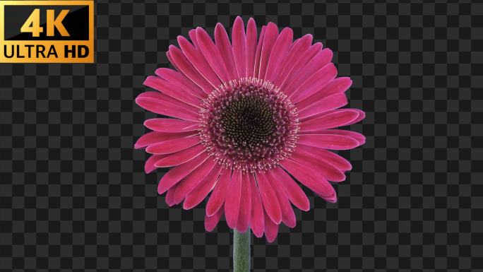 4K-粉色向日葵开花-延时实拍