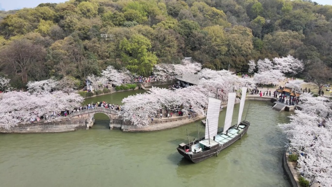 樱花无锡太湖鼋头渚4k素材