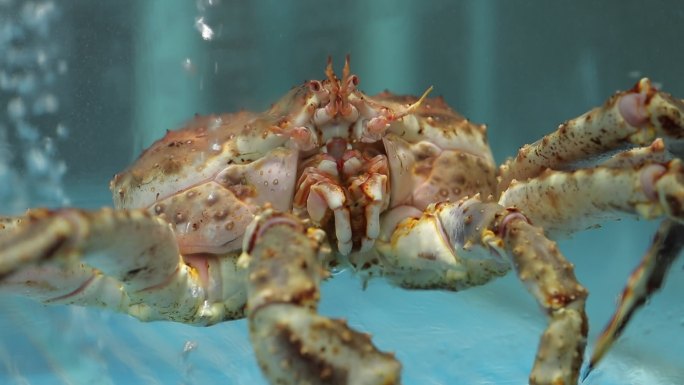 海鲜水产螃蟹海鲜市场帝王蟹