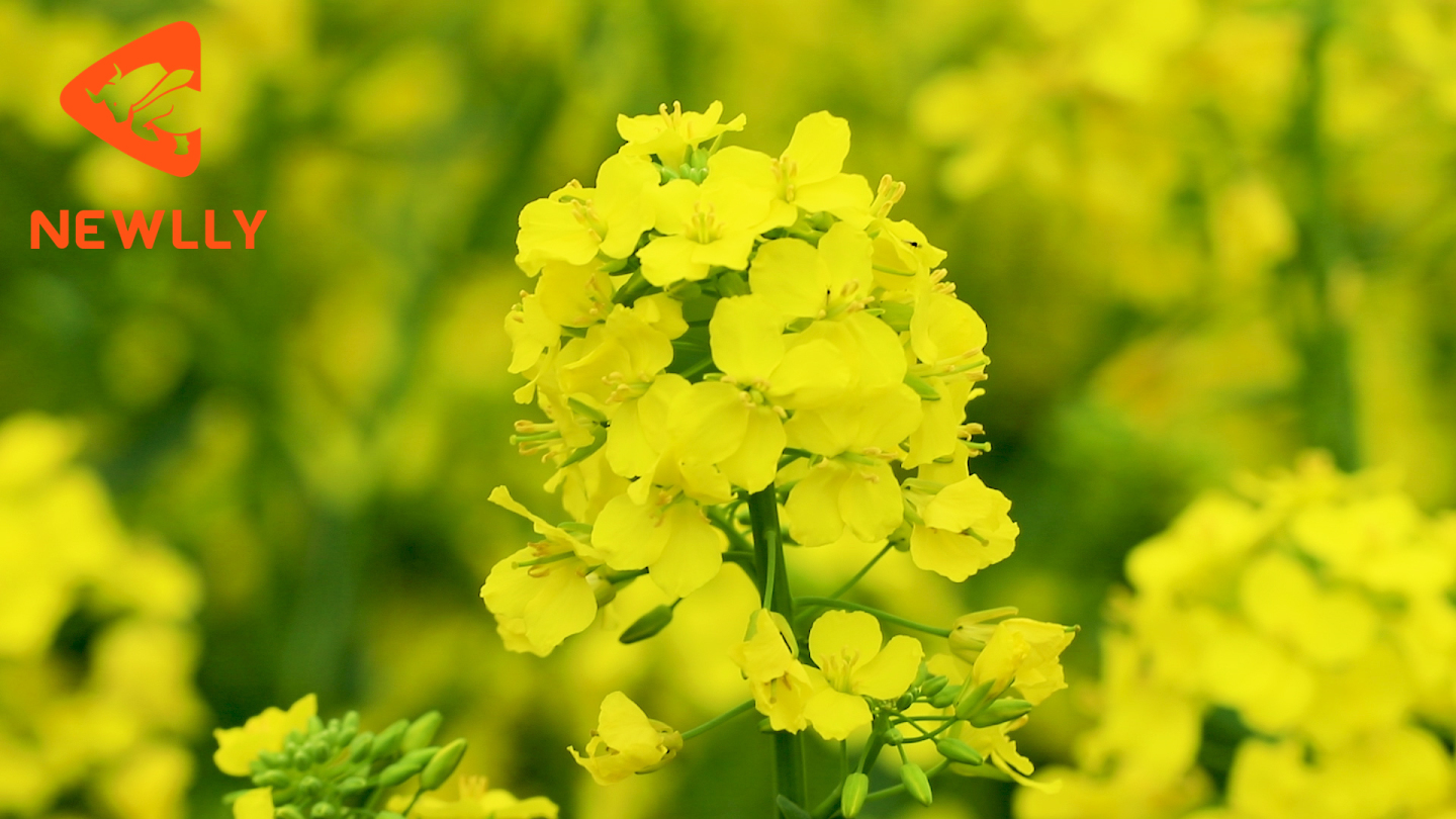 【高清原创】油菜花田蜜蜂采蜜视频