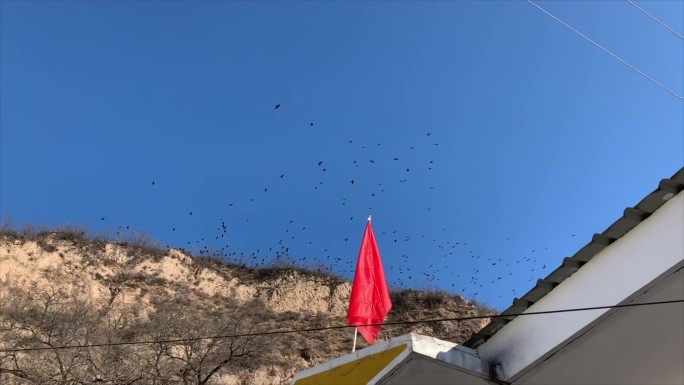 数百只乌鸦满天飞盘旋超自然现象乡村振兴