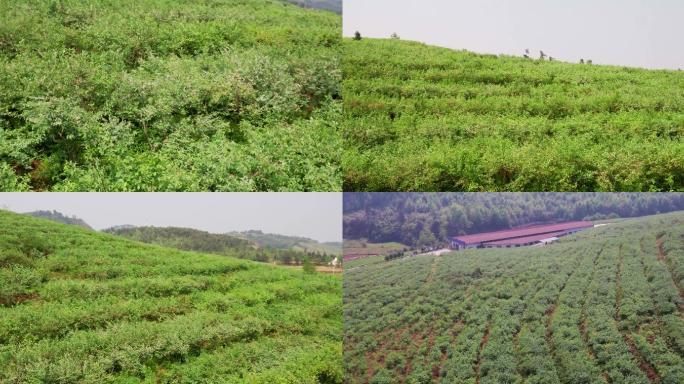 4K航拍贵州蓝莓种植基地