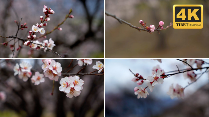 【合集】B桃花细节桃花节林芝桃花