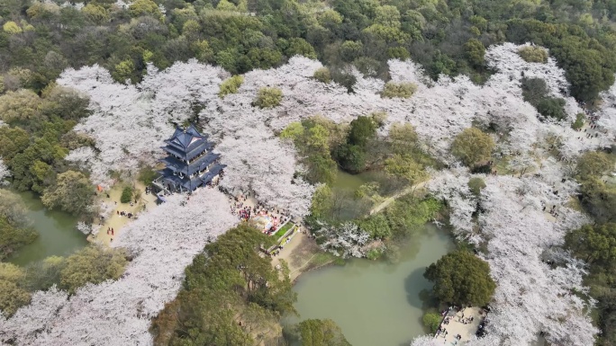 樱花拍4k素材鼋头渚