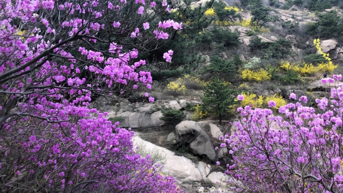 青岛大珠山盛开的杜鹃花航拍