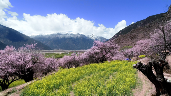 【合集】A桃花航拍桃花节航拍桃花