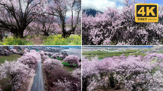 【合集】A桃花航拍桃花节航拍桃花