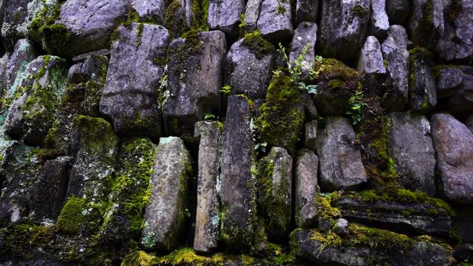 石头苔藓