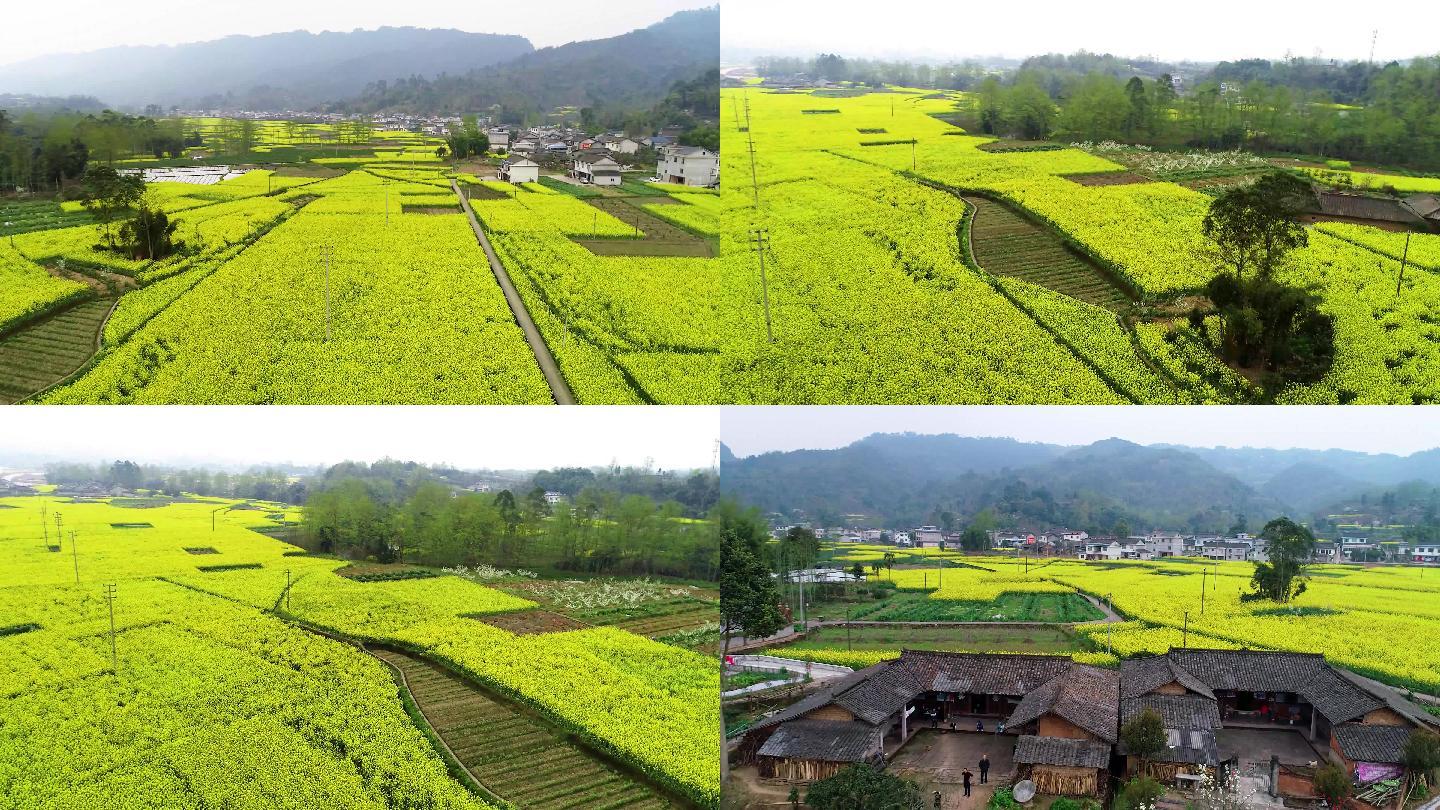 航拍油菜花田