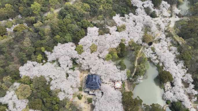 无锡樱花太湖鼋头渚4k素材