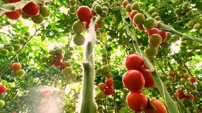 4K番茄西红柿菜园果园采摘水果蔬菜美白