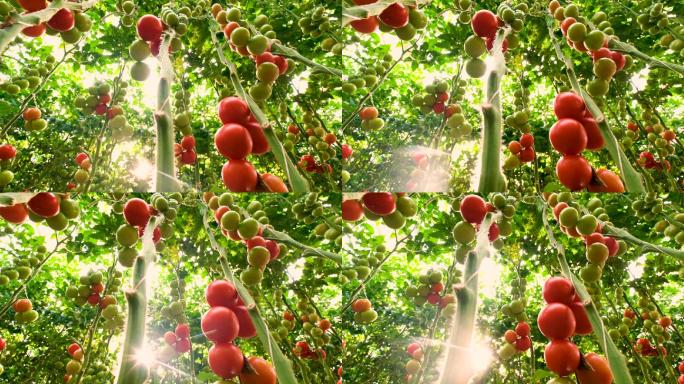 4K番茄西红柿菜园果园采摘水果蔬菜美白