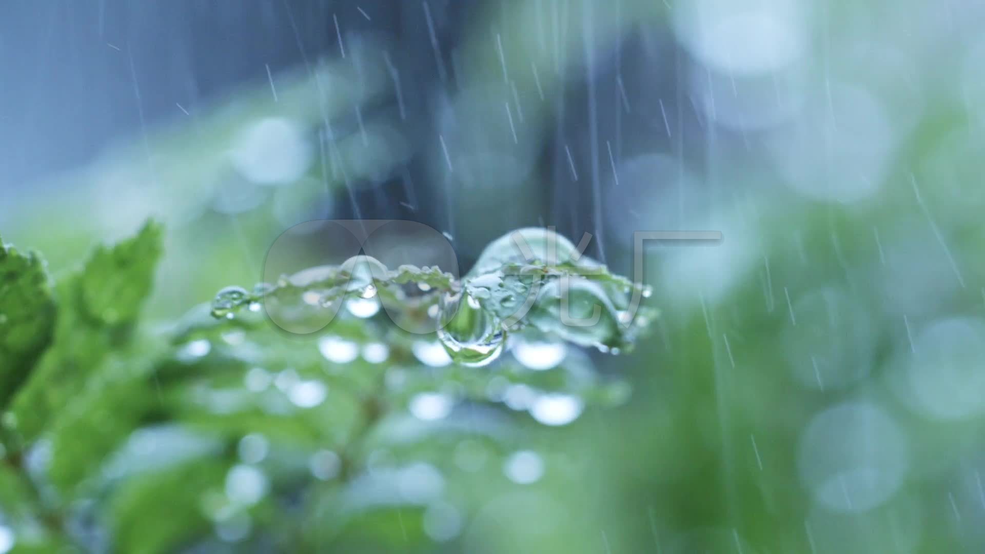 雨水中的绿植下午绿色的植物公园在雨中静物摄影图配图高清摄影大图-千库网