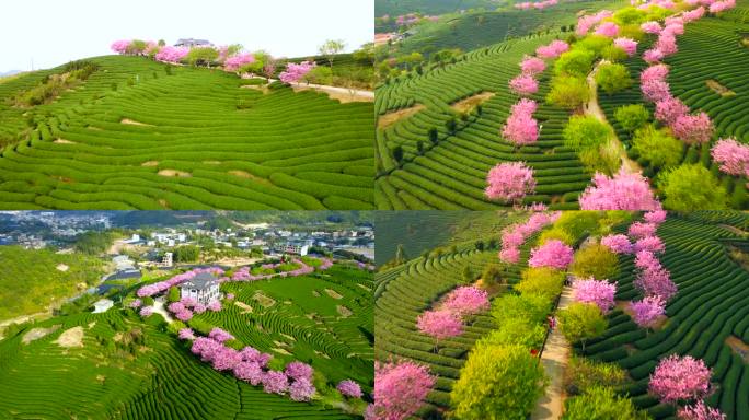 航拍龙岩漳平永福樱花茶园