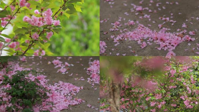 4K实拍樱花花瓣6组41秒