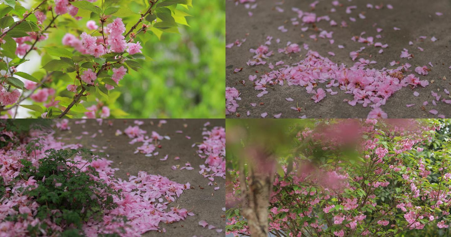 4K实拍樱花花瓣6组41秒