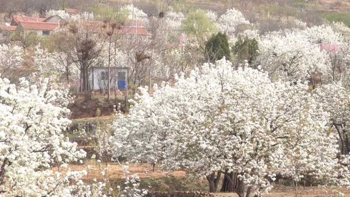 山村梨花古树