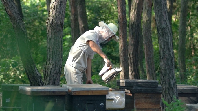 养蜂人蜂农采蜂蜜蜜蜂养殖老蜂巢浆