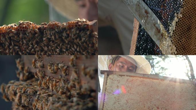 养蜂人蜂农采蜂蜜蜜蜂养殖老蜂巢浆