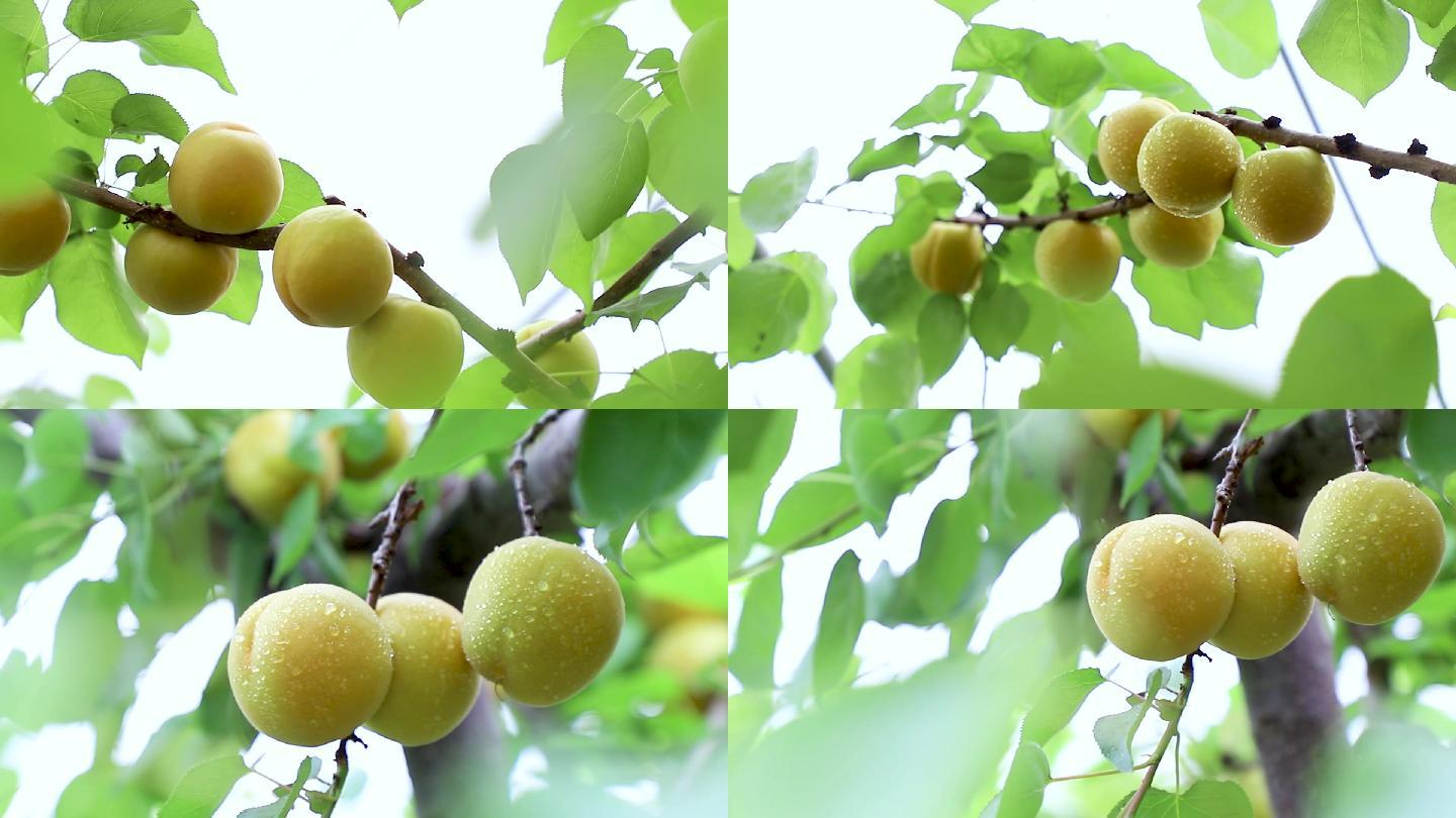 农业黄杏成熟大棚采摘