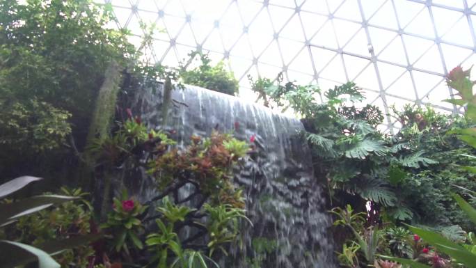 上海辰山植物园热带植物