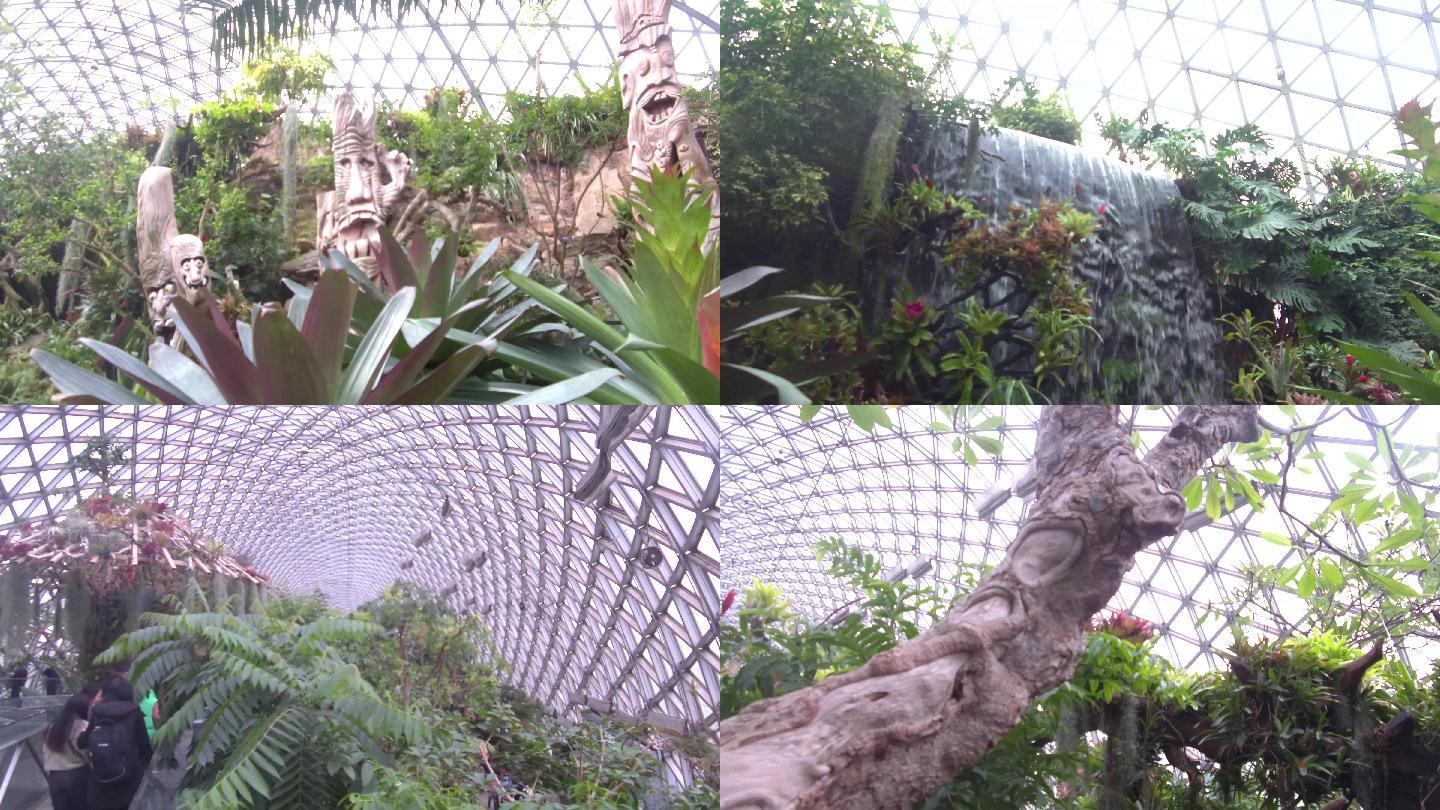 上海辰山植物园热带植物