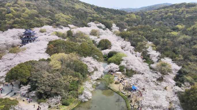 无锡樱花太湖鼋头渚4k素材