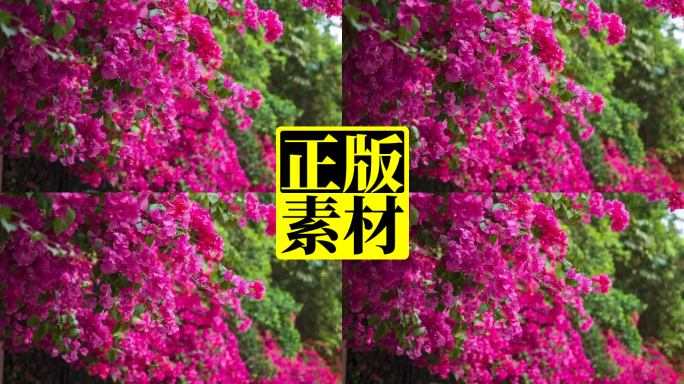 三角梅 围墙 花墙 花园