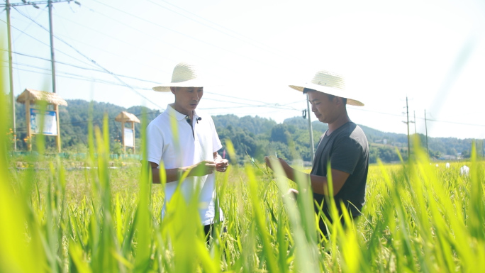 水稻种植基地专家讲解