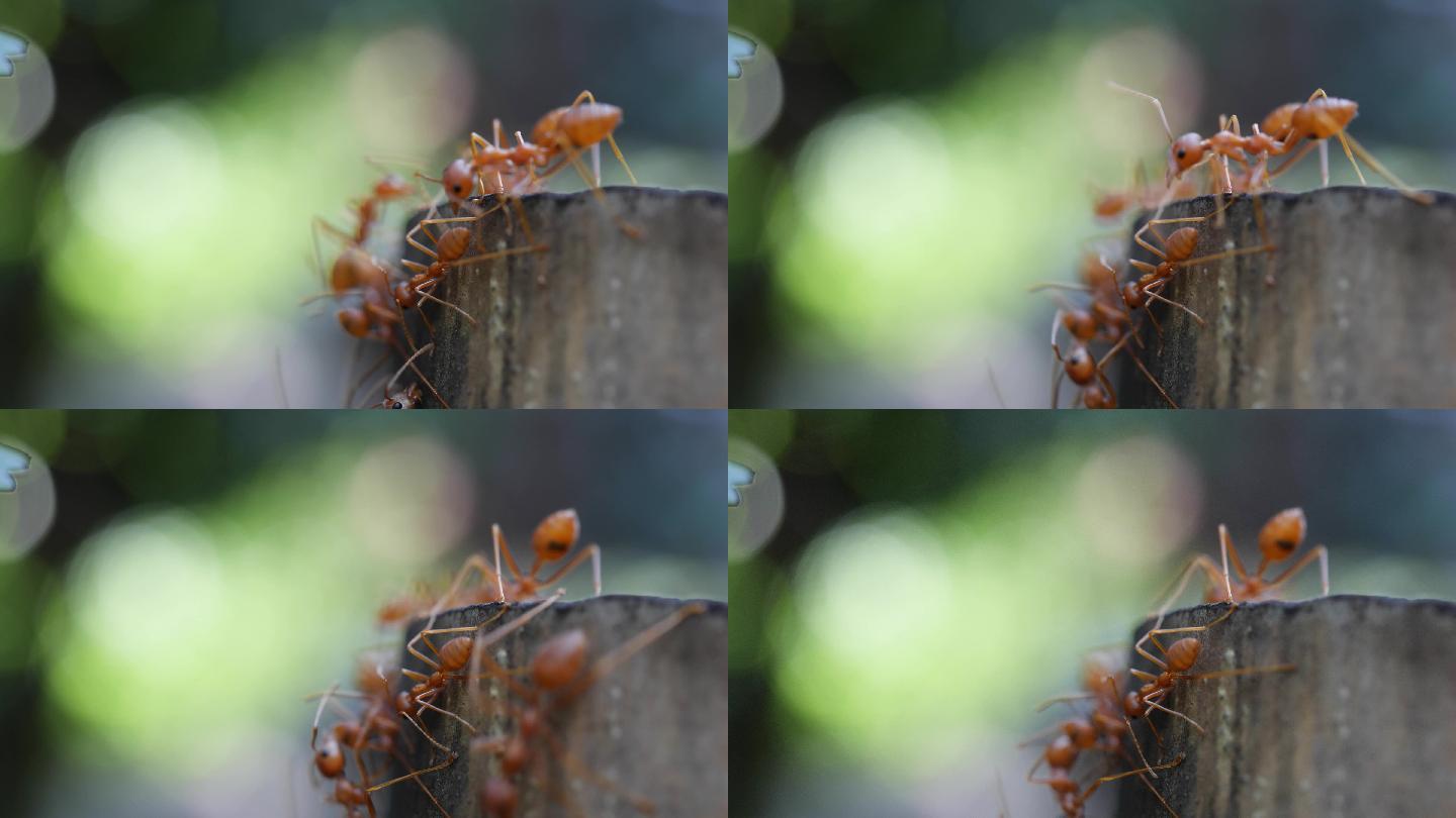蚂蚁红蚁
