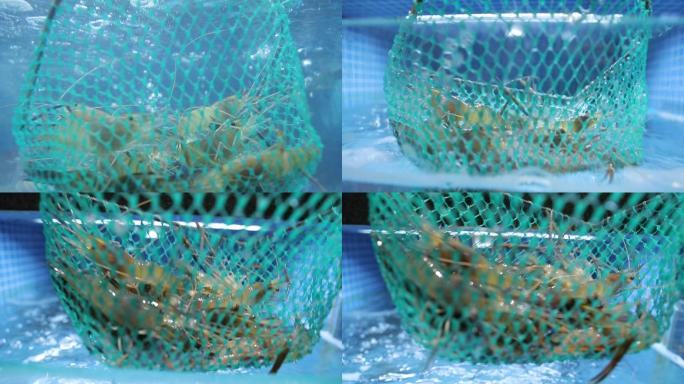 海鲜水产龙虾海鲜市场大龙虾