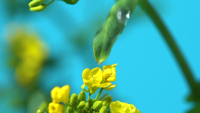 油菜花升格拍摄创意油菜花