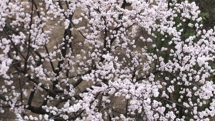 实拍绿地杏树枝杈花朵4k视频