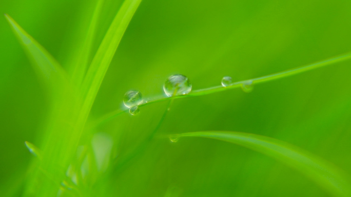 溪水湖泊河岸礁石花草——新生自然纯洁生机