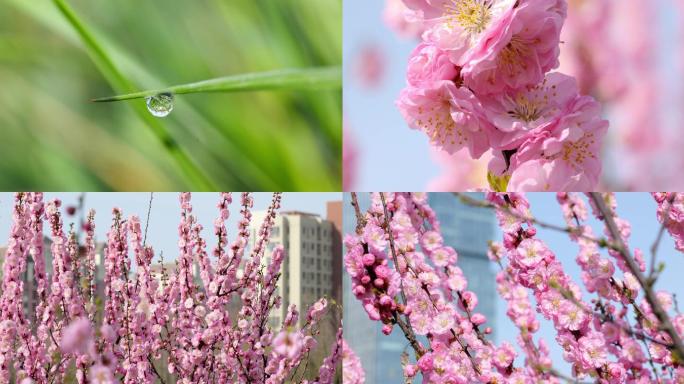 微距草叶上的露珠花蕊花瓣特写桃花盛开