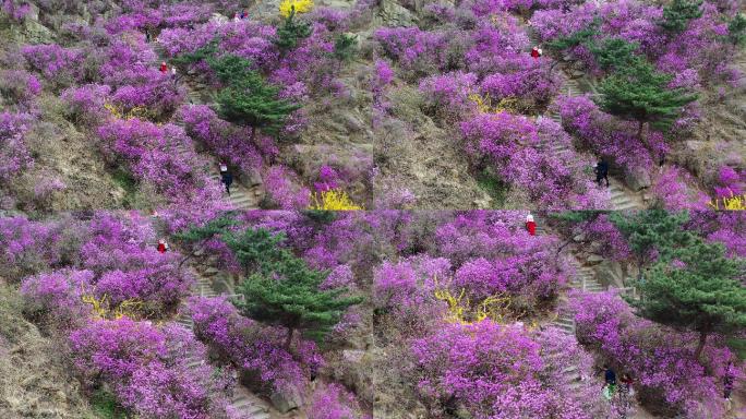 青岛大珠山盛开的杜鹃花航拍